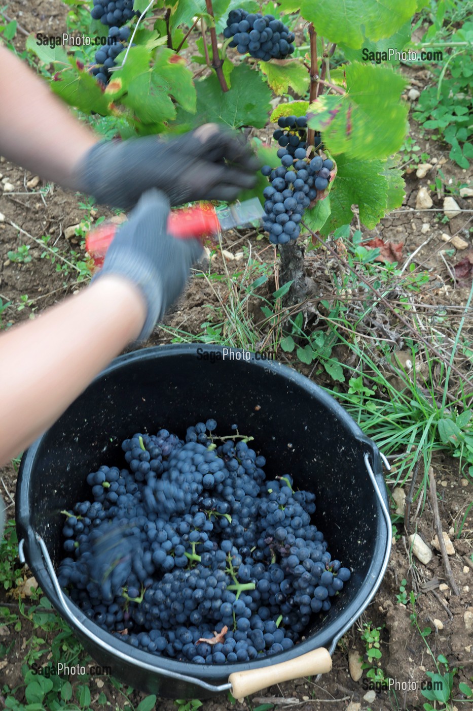 VENDANGES MANUELLES DE LA VIGNE, CEPAGE PINOT NOIR, DOMAINE PRIVE DU CHATEAU DE POMMARD, COTE-D’OR (21), BOURGOGNE, FRANCE 