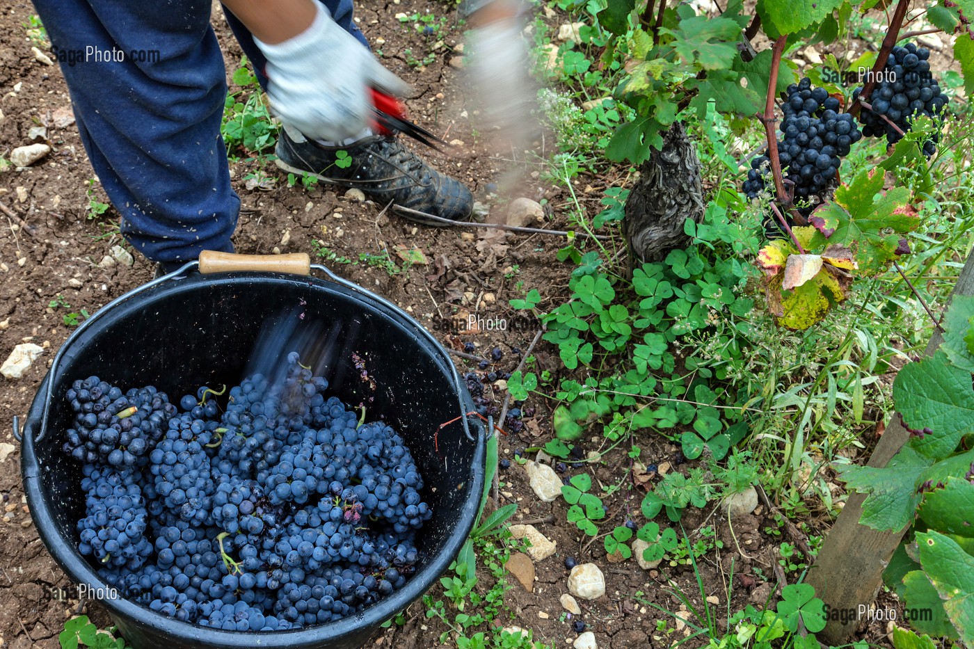 VENDANGES MANUELLES DE LA VIGNE, CEPAGE PINOT NOIR, DOMAINE PRIVE DU CHATEAU DE POMMARD, COTE-D’OR (21), BOURGOGNE, FRANCE 