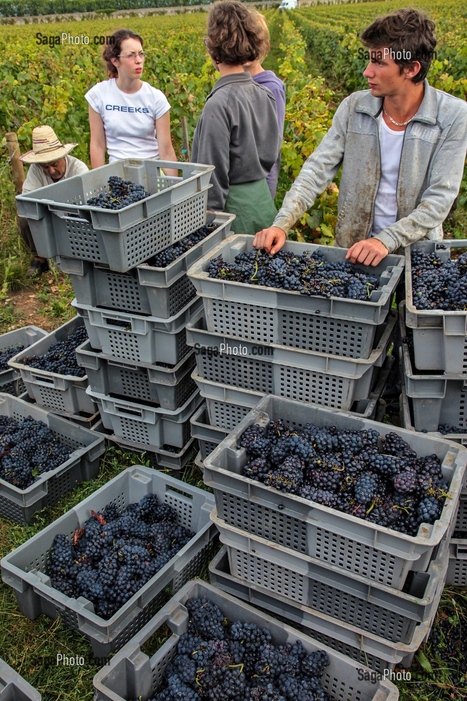 VENDANGES MANUELLES DE LA VIGNE, CEPAGE PINOT NOIR, DOMAINE PRIVE DU CHATEAU DE POMMARD, COTE-D’OR (21), BOURGOGNE, FRANCE 