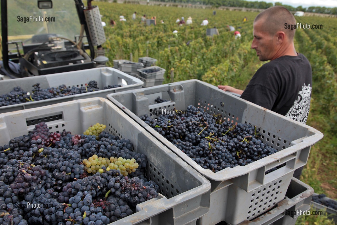 CHARGEMENT DES CAGETTES DANS LA REMORQUE, VENDANGES MANUELLES DE LA VIGNE, CEPAGE PINOT NOIR, DOMAINE PRIVE DU CHATEAU DE POMMARD, COTE-D’OR (21), BOURGOGNE, FRANCE 