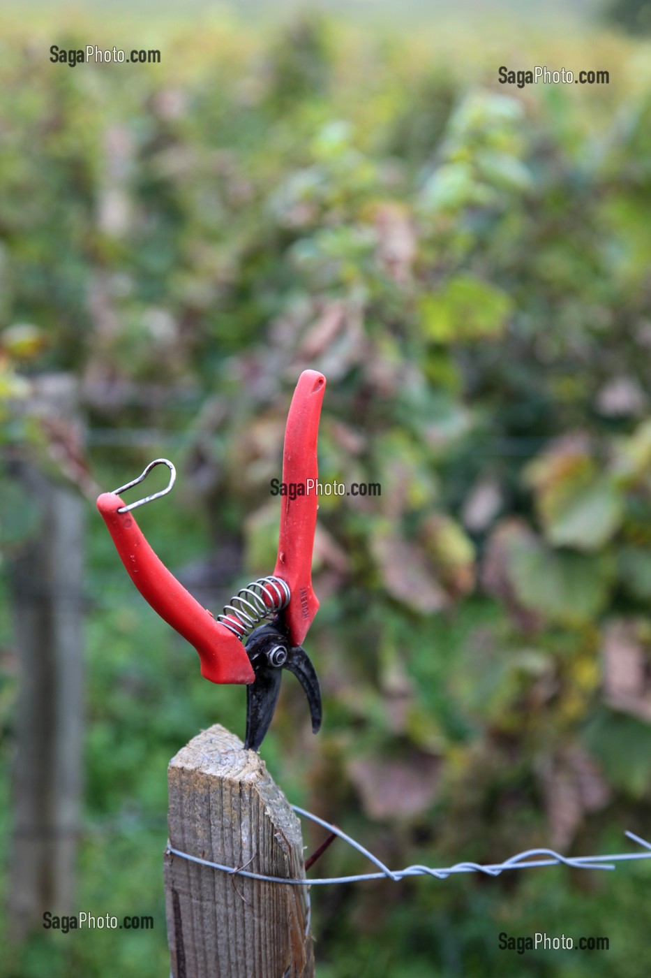 SECATEUR DE VENDANGEUR, VENDANGES MANUELLES DE LA VIGNE, BOURGOGNE BLANC, DOMAINE VITICOLE HUBER-VERDEREAU, VOLNAY, COTE-D’OR (21), BOURGOGNE, FRANCE 
