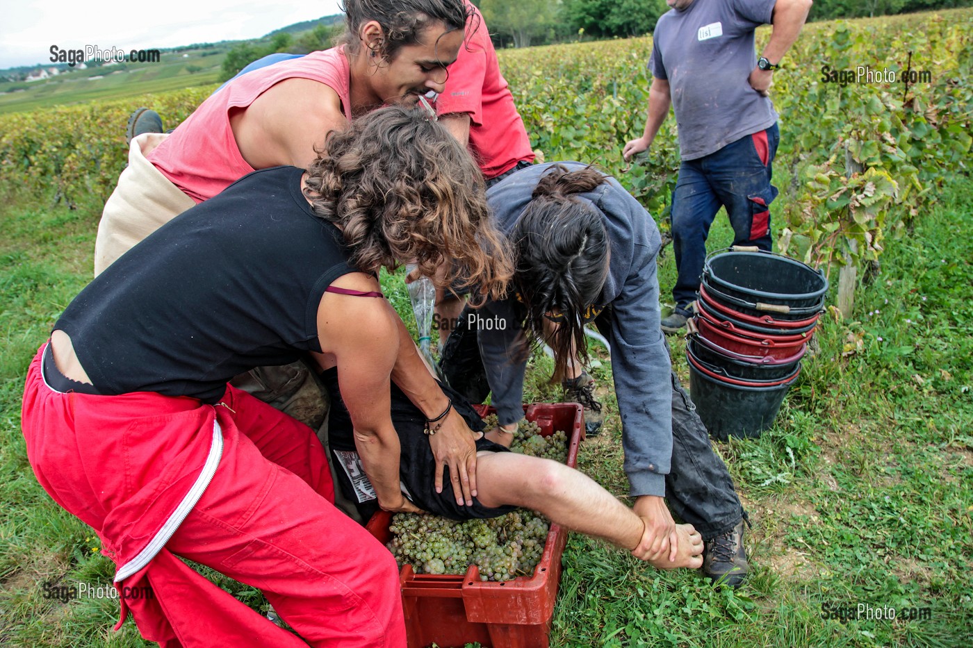 FETE TRADITIONNELLE DU DERNIER JOUR DE VENDANGES MANUELLES, BOURGOGNE BLANC, DOMAINE VITICOLE HUBER-VERDEREAU, VOLNAY, COTE-D’OR (21), BOURGOGNE, FRANCE 