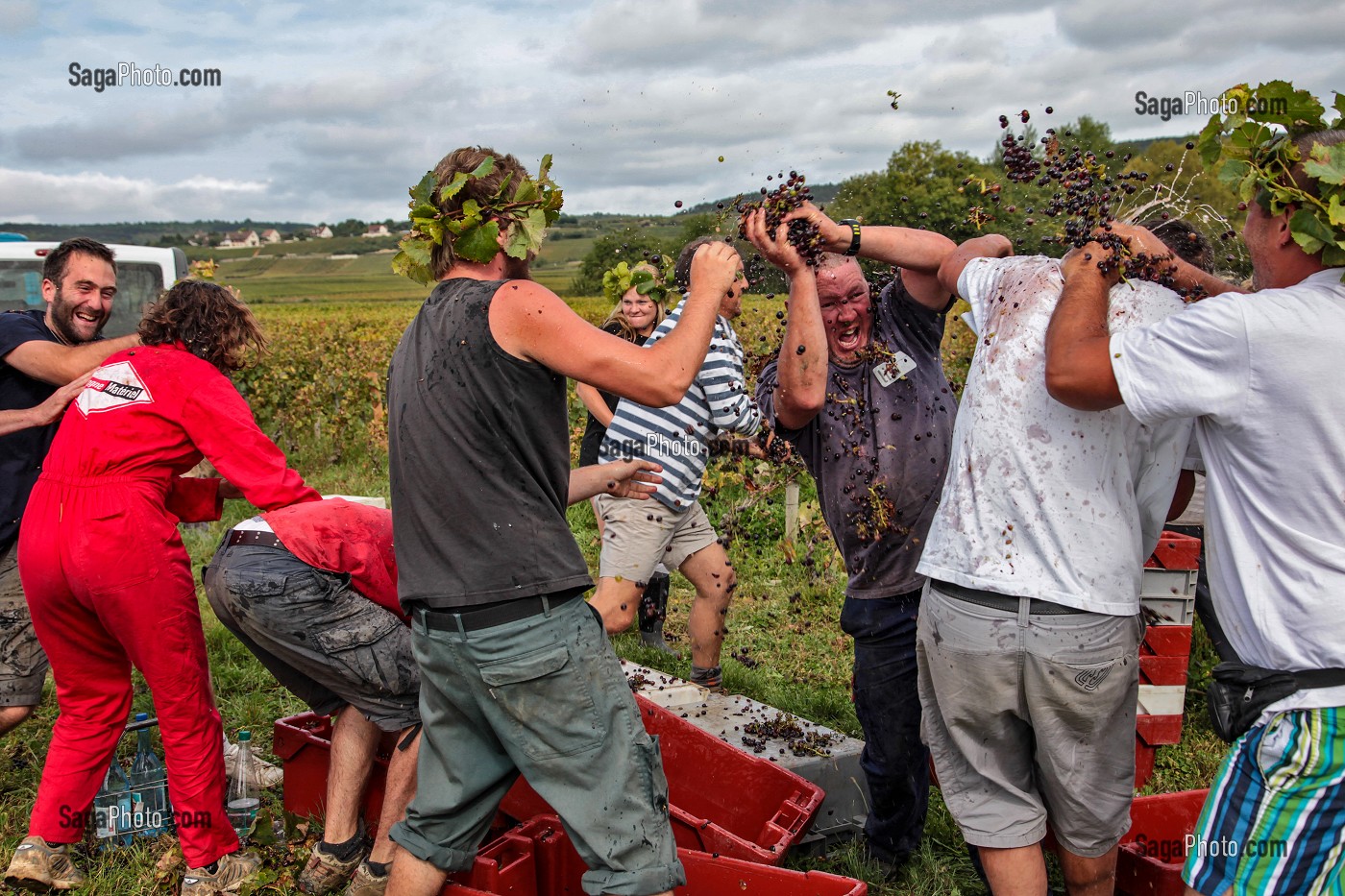 BATAILLE DE RAISINS, FETE TRADITIONNELLE DU DERNIER JOUR DE VENDANGES MANUELLES, BOURGOGNE BLANC, DOMAINE VITICOLE HUBER-VERDEREAU, VOLNAY, COTE-D’OR (21), BOURGOGNE, FRANCE 