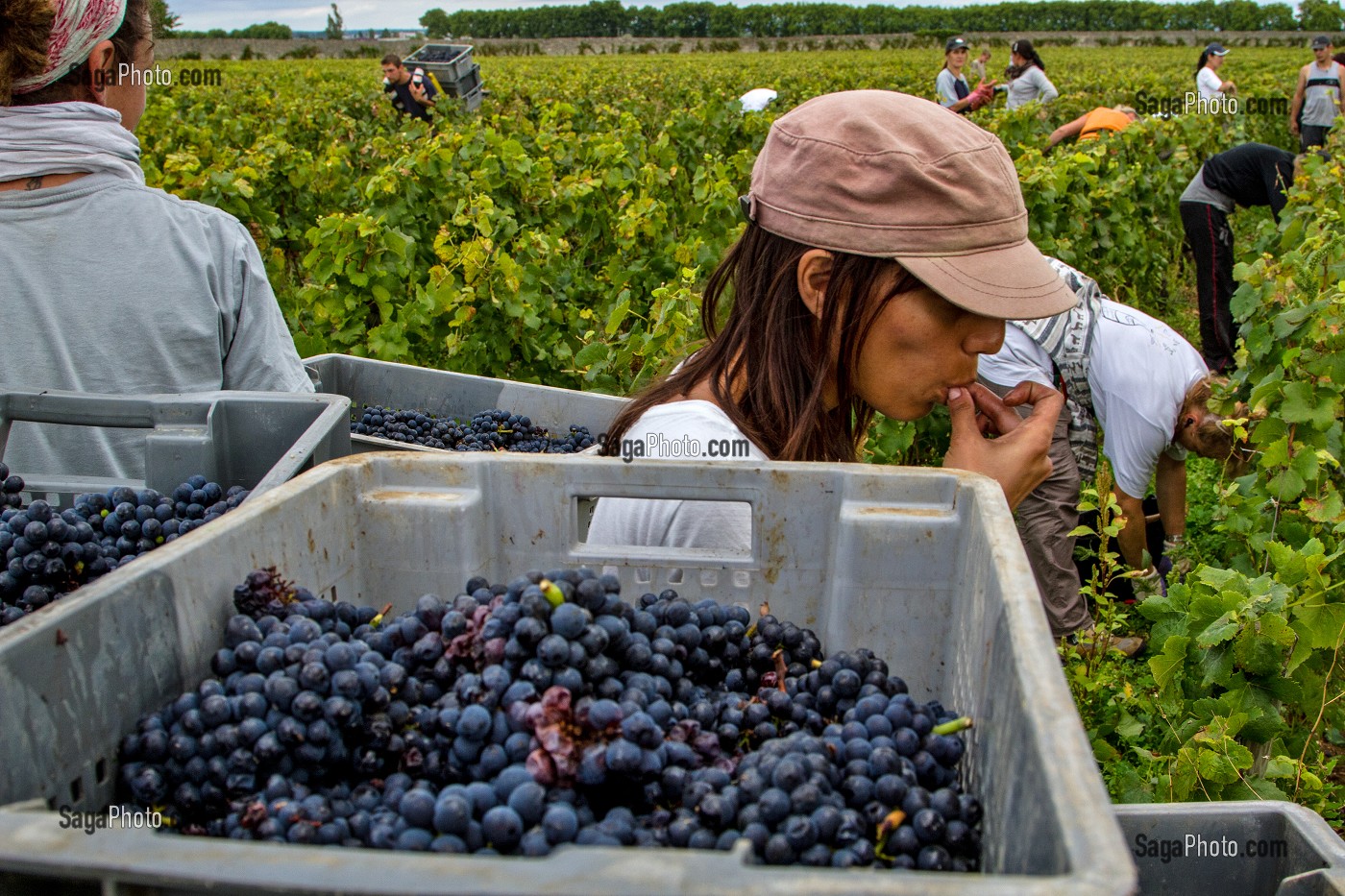 VENDANGES MANUELLES DE LA VIGNE, CEPAGE PINOT NOIR, DOMAINE PRIVE DU CHATEAU DE POMMARD, COTE-D’OR (21), BOURGOGNE, FRANCE 