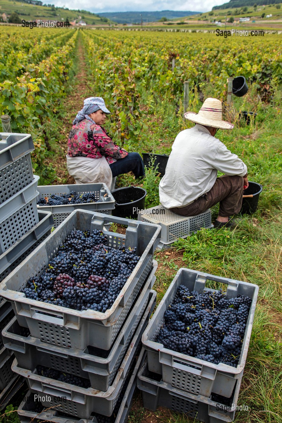 PAUSE DES VENDANGEURS, VENDANGES MANUELLES DE LA VIGNE, CEPAGE PINOT NOIR, DOMAINE PRIVE DU CHATEAU DE POMMARD, COTE-D’OR (21), BOURGOGNE, FRANCE 