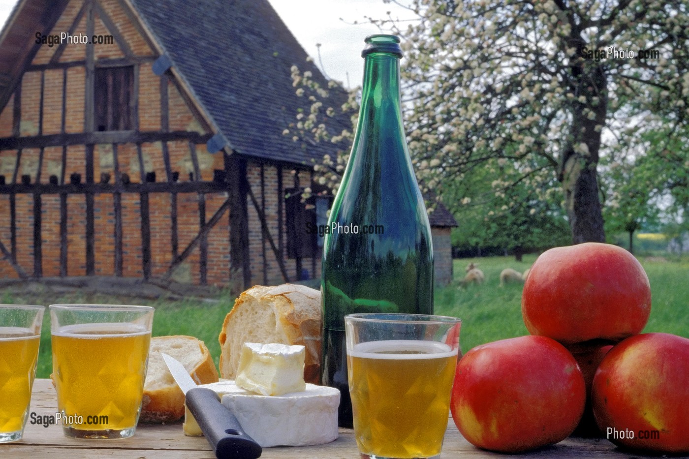POMMES ET VERRE DE CIDRE, DEGUSTATION DE CIDRE BOUCHE A LA FERME, NORMANDIE, EURE (27), FRANCE 