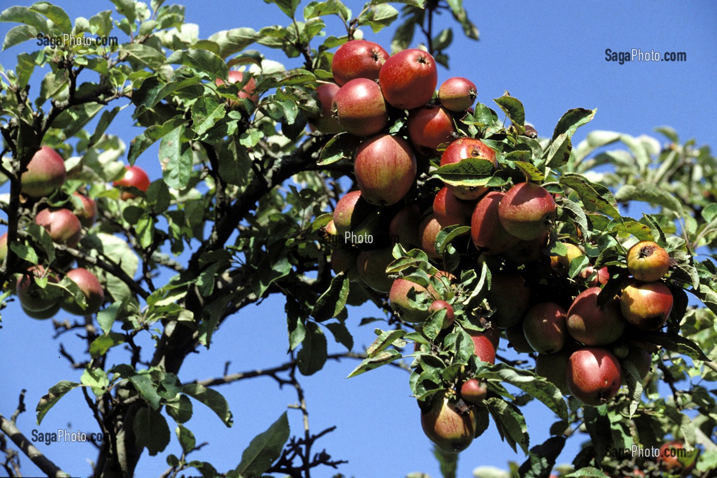 POMMES A CIDRE, EURE (27), NORMANDIE, FRANCE 