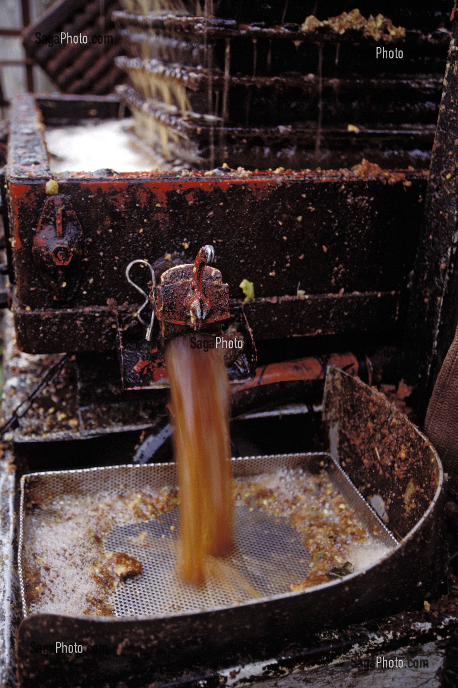 JUS DE POMMES, GROS PLAN SUR LE PILLAGE DES POMMES A CIDRE, EURE (27), NORMANDIE, FRANCE 