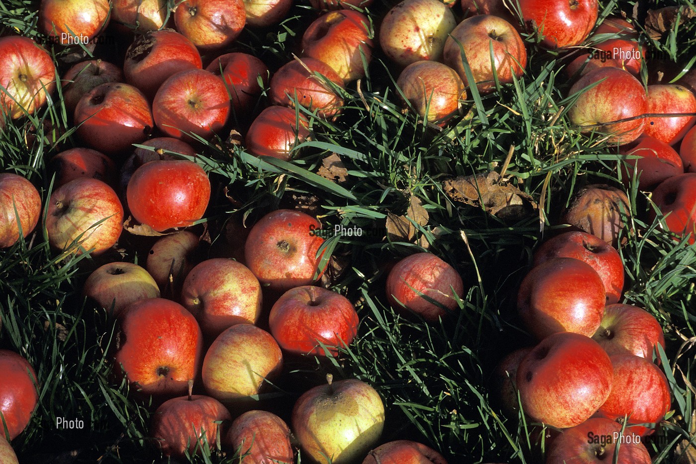 POMMES A CIDRE DANS L'HERBE, NORMANDIE, FRANCE 
