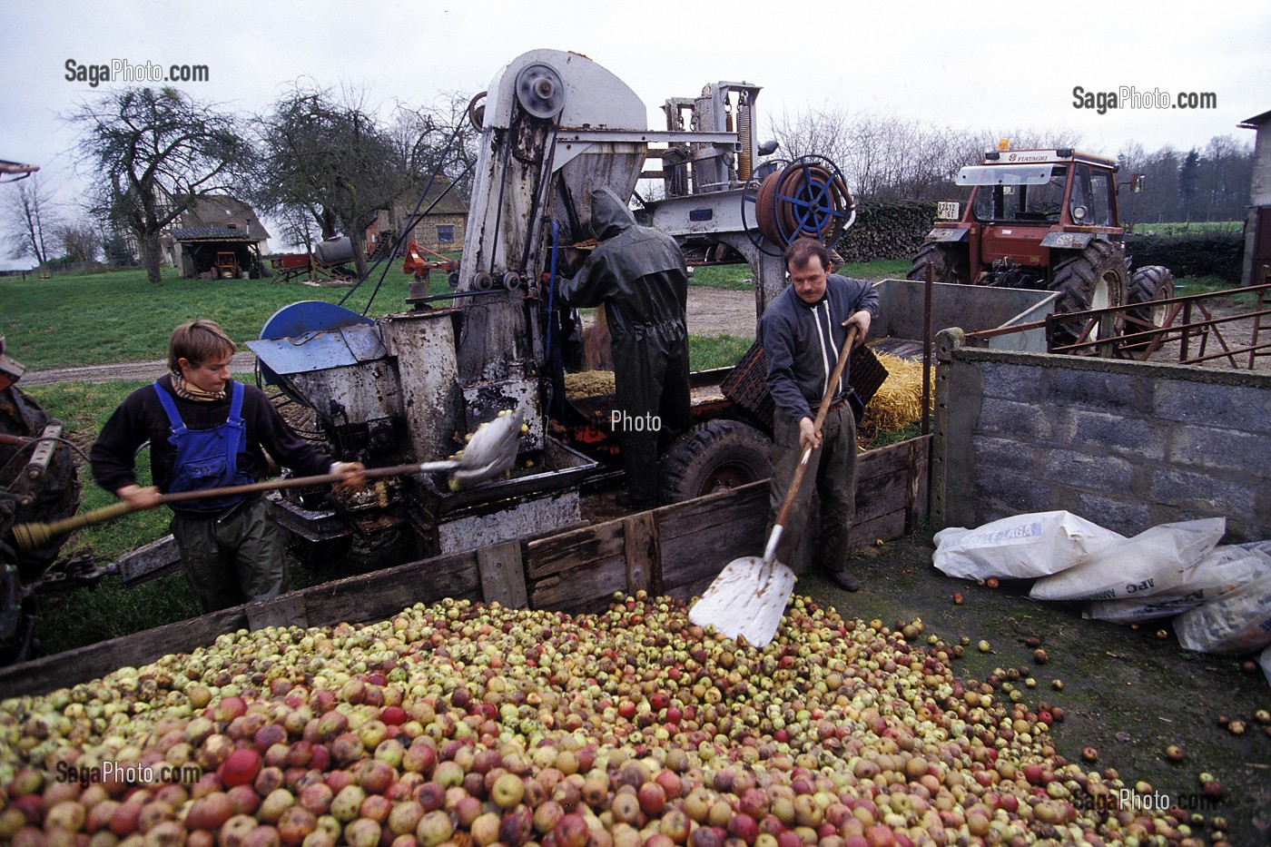 PILLAGE DES POMMES A CIDRE, EURE (27), NORMANDIE, FRANCE 