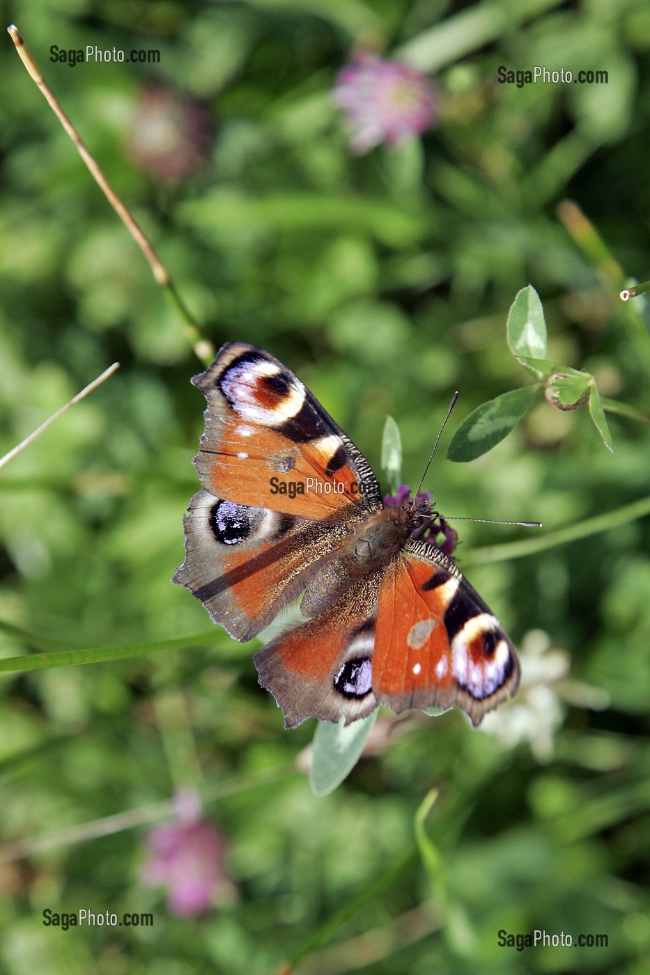 PAPILLON, MARAIS VERNIER, PARC REGIONAL DE NORMANDIE, EURE (27), NORMANDIE, FRANCE 