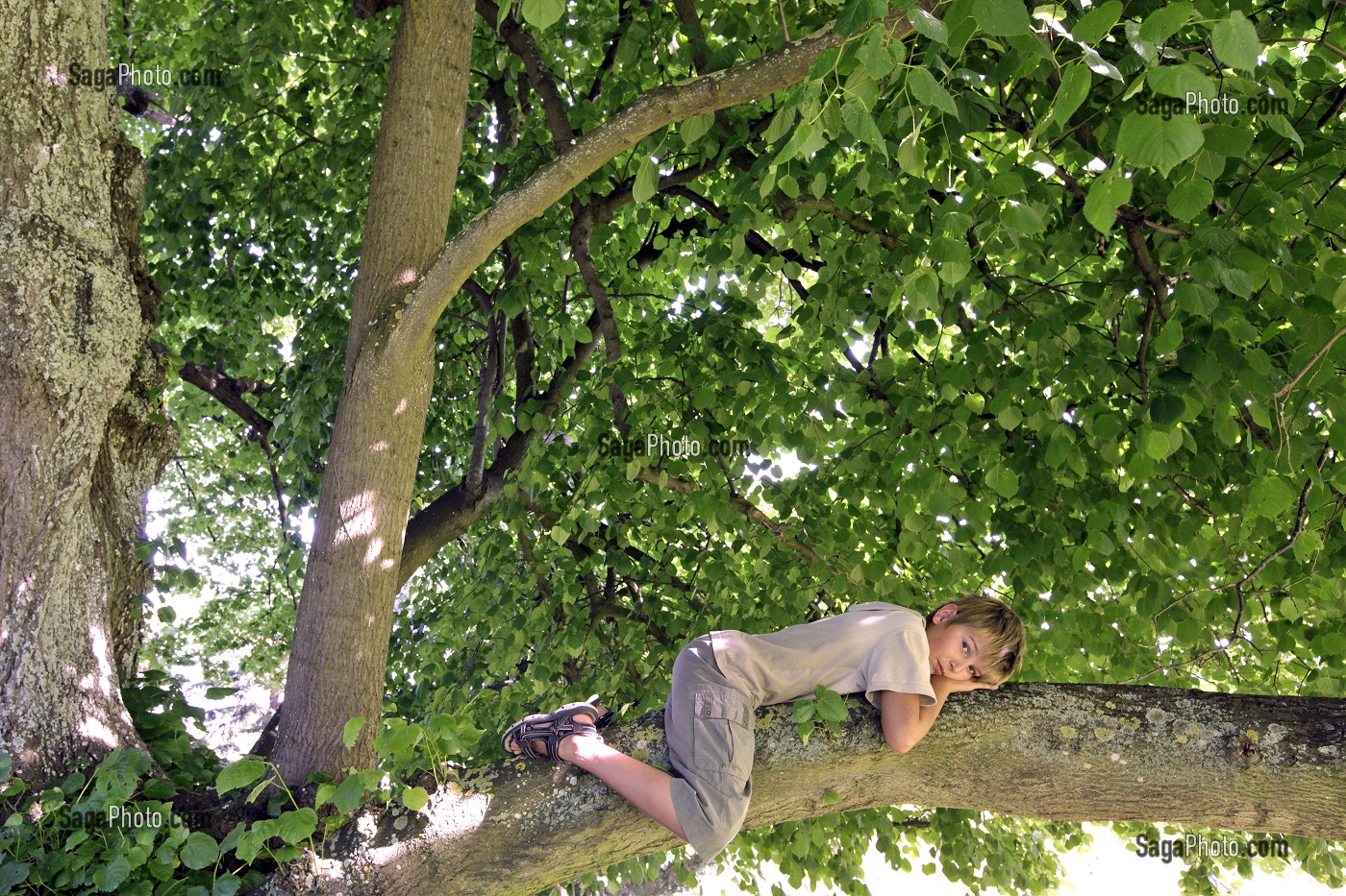 ENFANT COUCHE A CALIFOURCHON DANS UN TILLEUL, EURE (27), FRANCE 