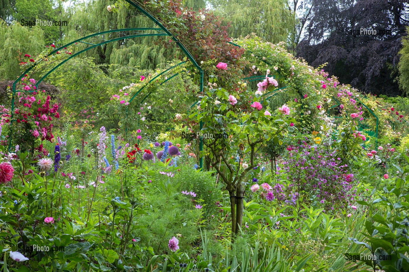 JARDIN DU CLOS NORMAND DE LA MAISON DU PEINTRE IMPRESSIONNISTE CLAUDE MONET, GIVERNY, EURE (27), NORMANDIE, FRANCE 