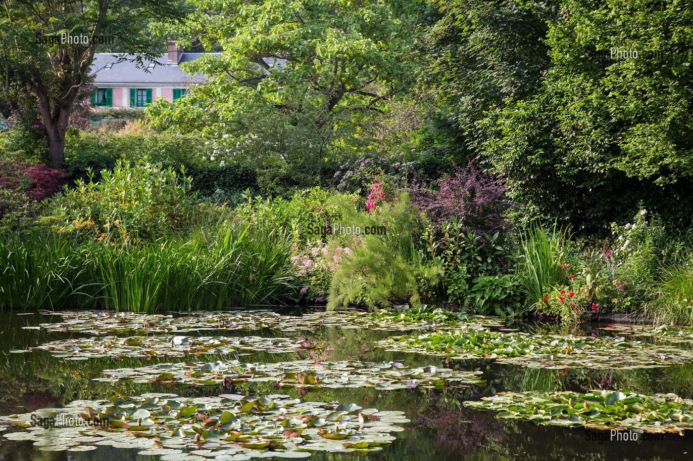 JARDIN D'EAU ET SES NYMPHEAS (NENUPHARS SUR L'ETANG), MAISON DU PEINTRE IMPRESSIONNISTE CLAUDE MONET, GIVERNY, EURE (27), NORMANDIE, FRANCE 