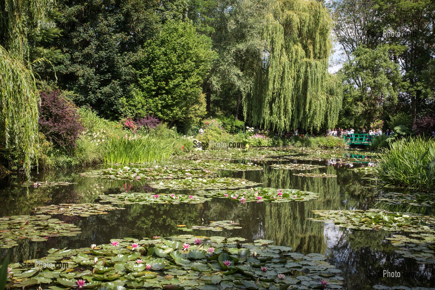 JARDIN D'EAU ET SES NYMPHEAS (NENUPHARS SUR L'ETANG), MAISON DU PEINTRE IMPRESSIONNISTE CLAUDE MONET, GIVERNY, EURE (27), NORMANDIE, FRANCE 