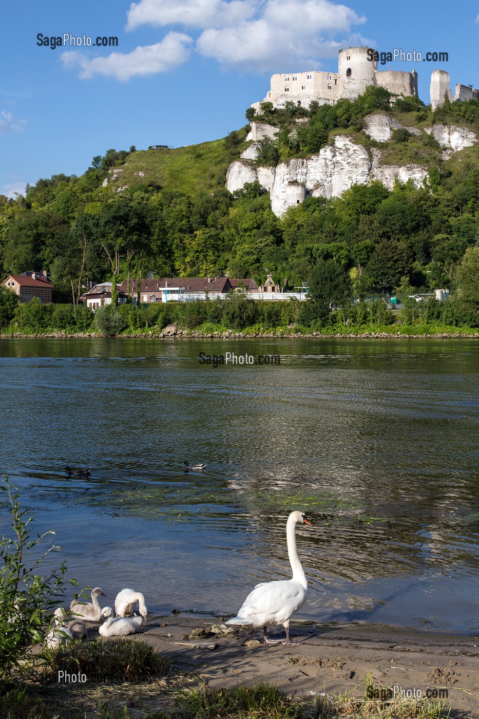UNE OIE ET SES OISONS EN BORD DE SEINE DEVANT LA FORTERESSE MEDIEVALE DE CHATEAU GAILLARD EDIFIE PAR LE ROI D'ANGLETERRE RICHARD COEUR DE LION EN 1198, LES ANDELYS, EURE (27), NORMANDIE, FRANCE 