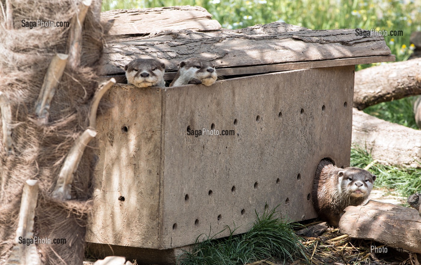 LOUTRES ET SES PETITS DANS LA RESERVE ANIMALIERE DE BIOTROPICA, VAL-DE-REUIL, EURE (27), NORMANDIE, FRANCE 