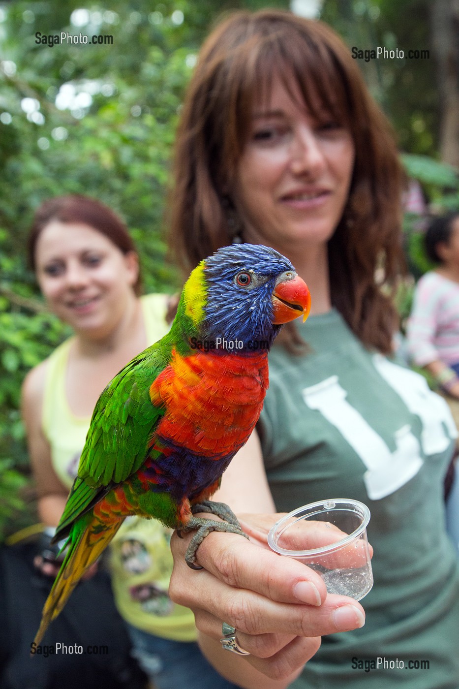 PERROQUET ARC-EN-CIEL DE LA RESERVE ANIMALIERE DE BIOTROPICA, VAL-DE-REUIL, EURE (27), NORMANDIE, FRANCE 