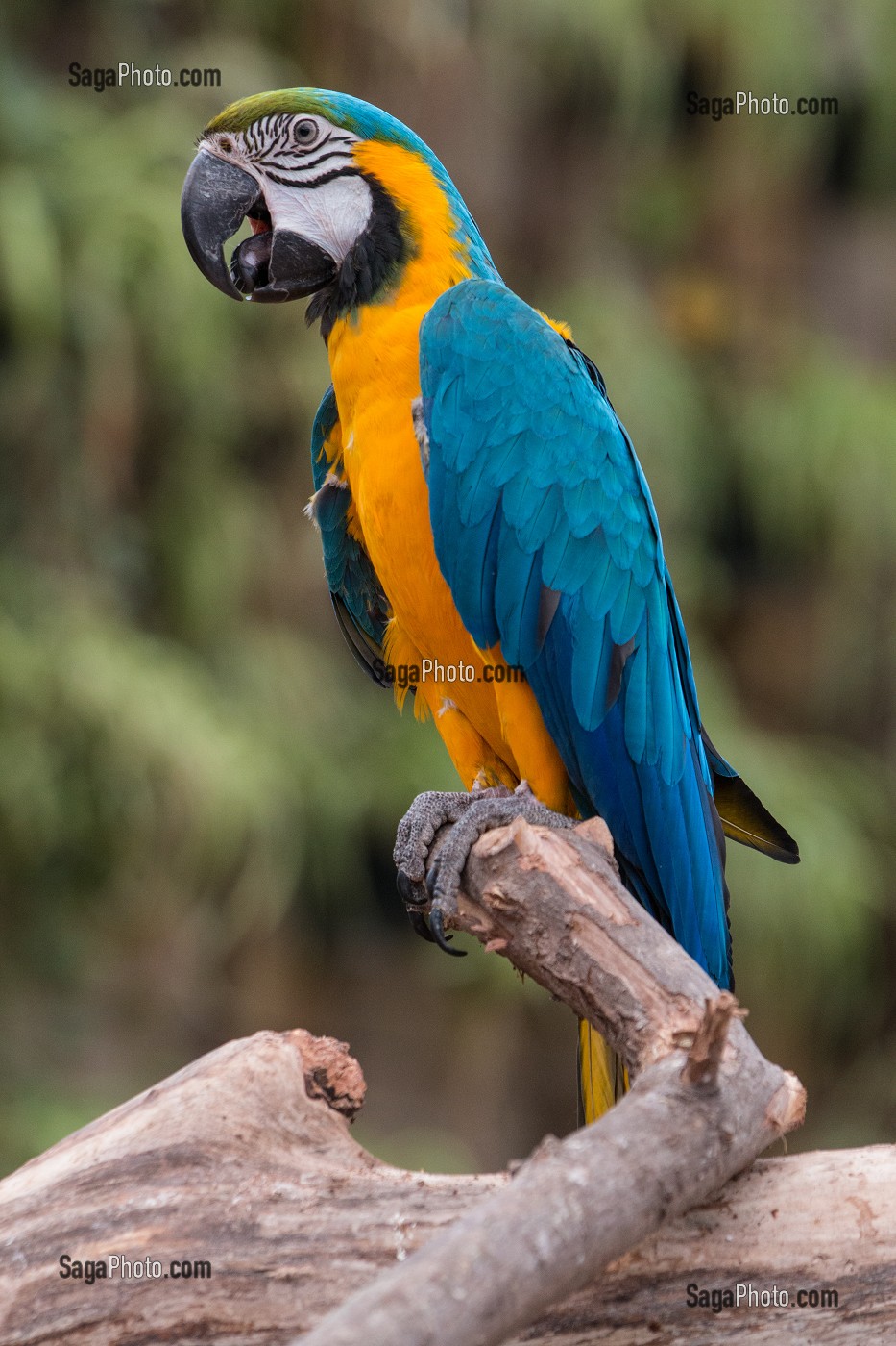 LE ARA D'AMAZONIE, RESERVE ANIMALIERE DE BIOTROPICA, VAL-DE-REUIL, EURE (27), NORMANDIE, FRANCE 