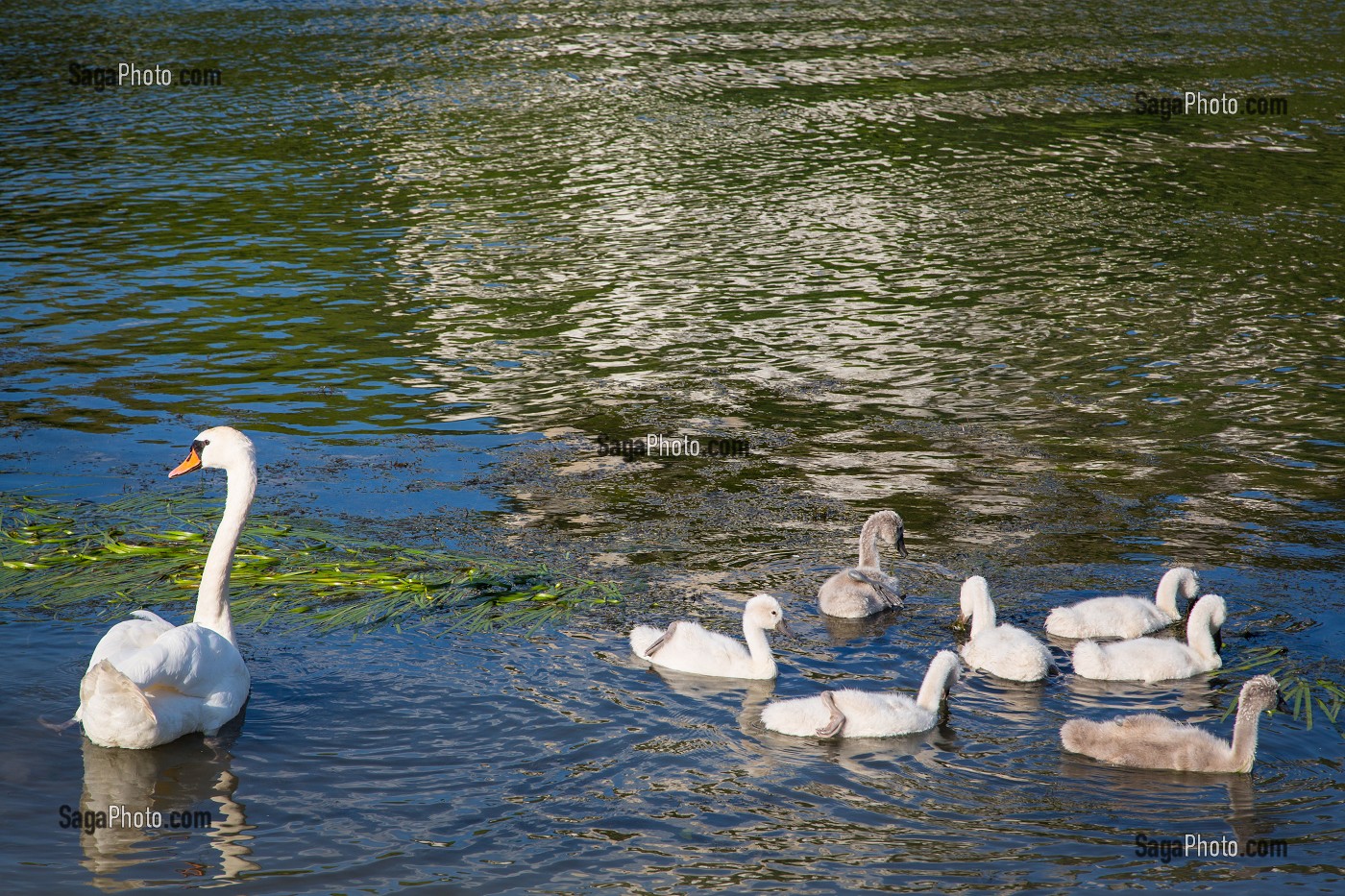 L'OIE ET SES OISONS, PETITS DES OIES, LES ANDELYS, EURE (27), NORMANDIE, FRANCE 