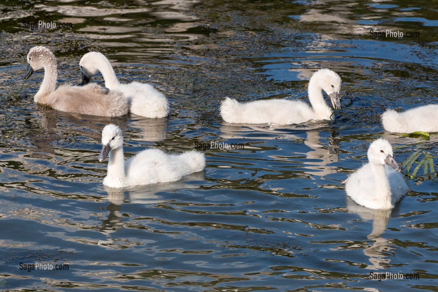 LES OISONS, PETITS DES OIES, LES ANDELYS, EURE (27), NORMANDIE, FRANCE 