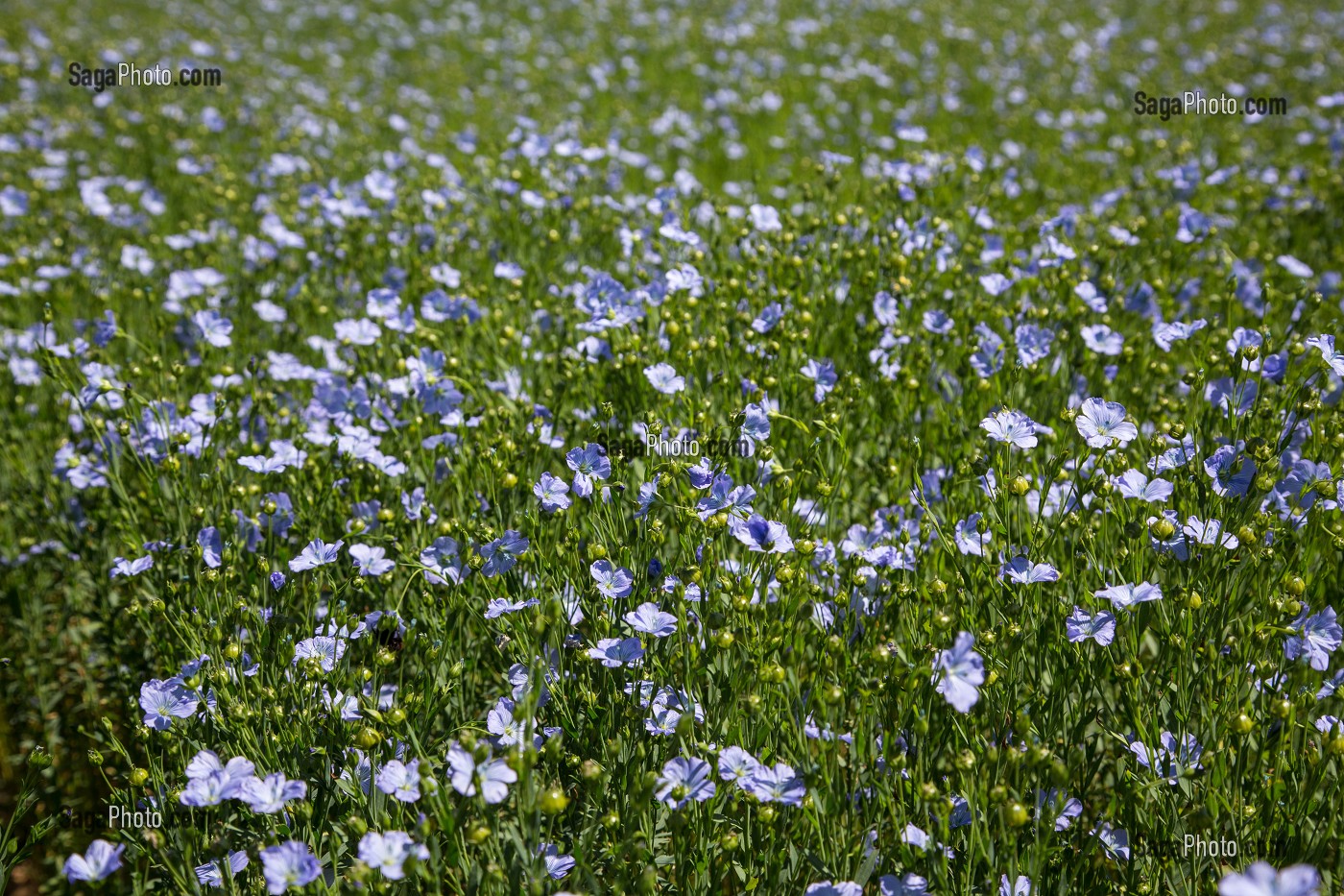 CHAMP DE LIN EN FLEUR BLEUE, RUGLES, EURE (27), NORMANDIE, FRANCE 