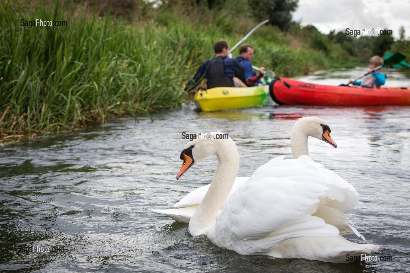 CYGNES SUR LA RIVIERE PENDANT UNE DESCENTE EN CANOE SUR L'EURE, BEAUMONT-LE-ROGER, (27) EURE, FRANCE 