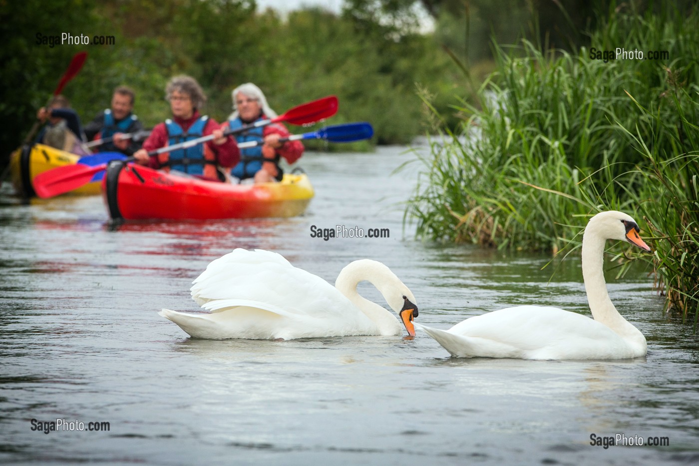 CYGNES SUR LA RIVIERE PENDANT UNE DESCENTE EN CANOE SUR L'EURE, BEAUMONT-LE-ROGER, (27) EURE, FRANCE 