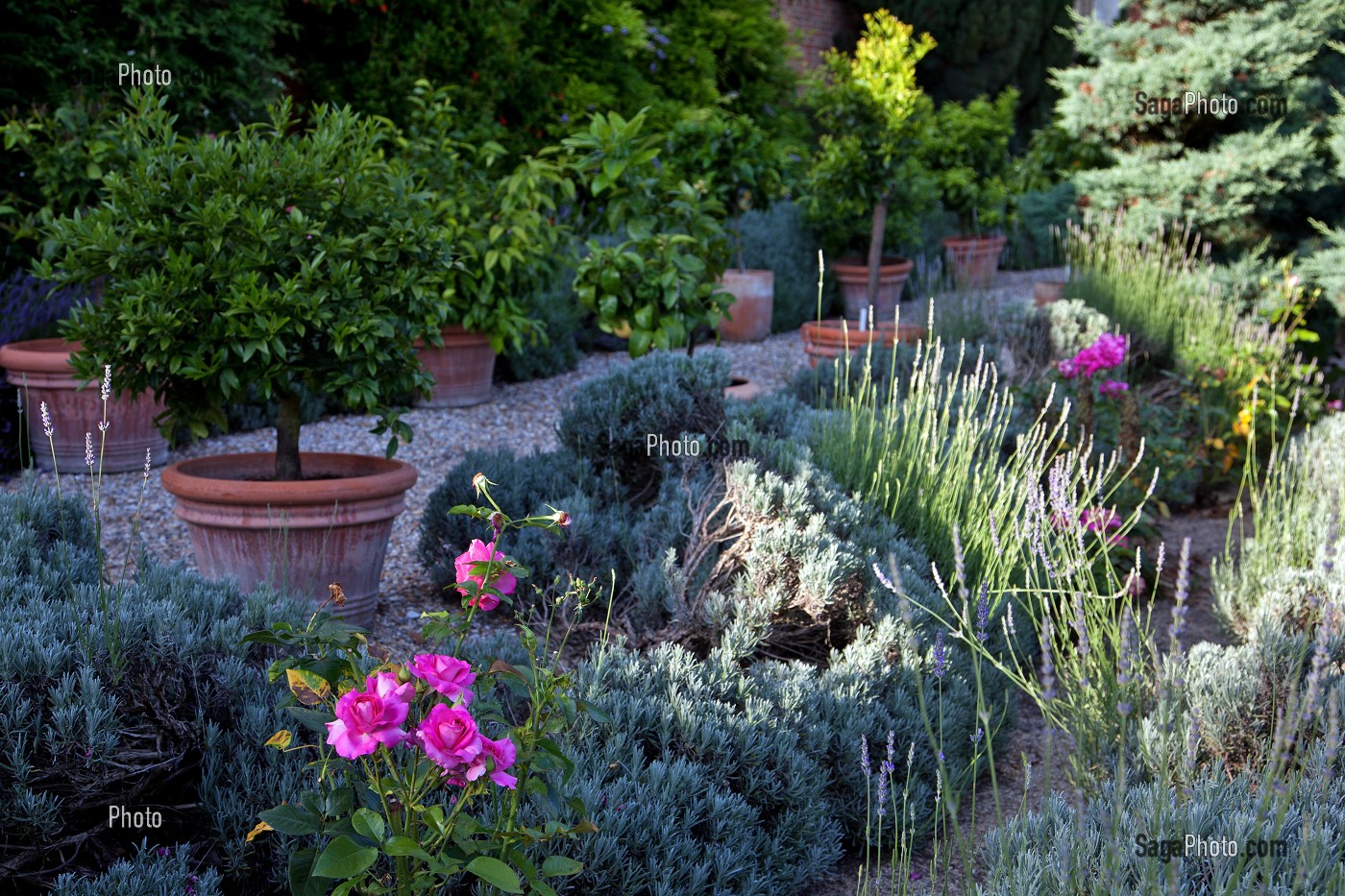 JARDIN MEDITERRANEEN DEVANT L'ORANGERIE, PARC DU CHATEAU RENAISSANCE D’ACQUIGNY, EURE (27), FRANCE 