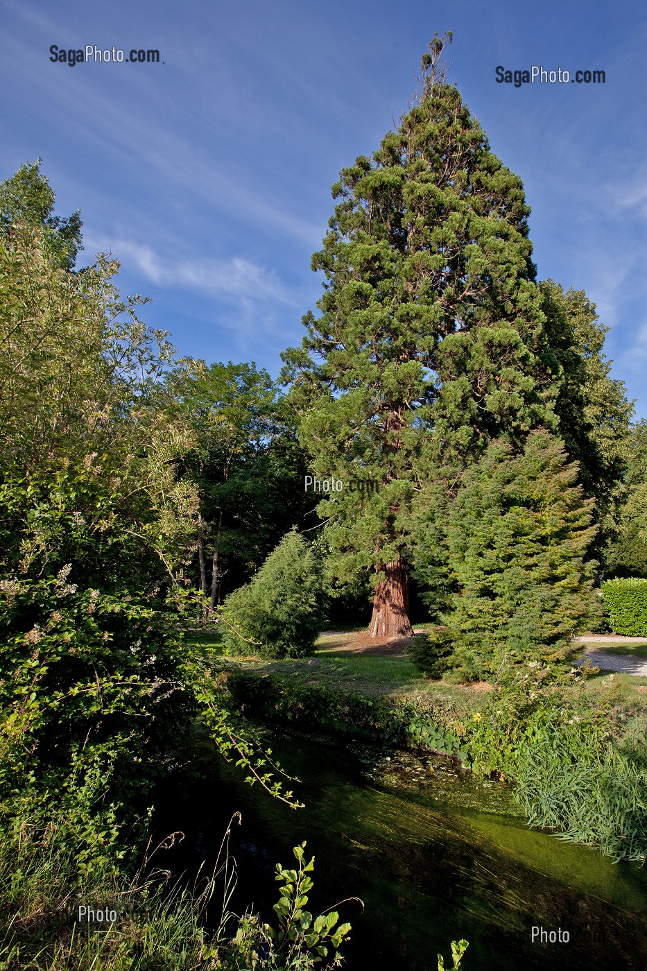 SEQUOIA DU PARC PAYSAGER DESSINE, CHATEAU RENAISSANCE D’ACQUIGNY, EURE (27), FRANCE 