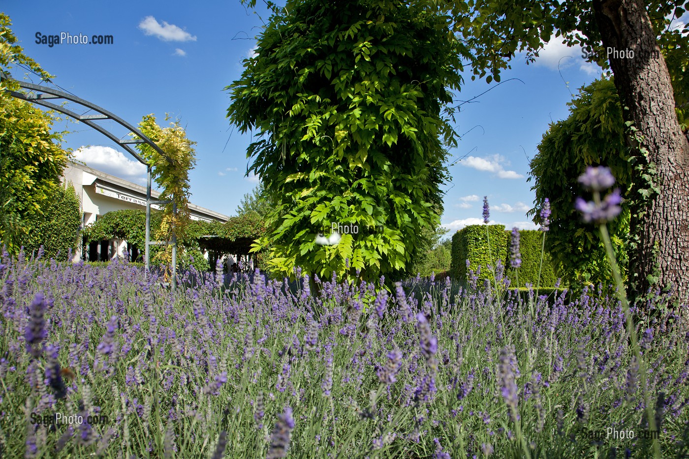 JARDIN DU MUSEE DES IMPRESSIONNISTES CREE PAR LE PAYSAGISTE MARK RUDKIN EN 1991, GIVERNY, EURE (27), FRANCE 