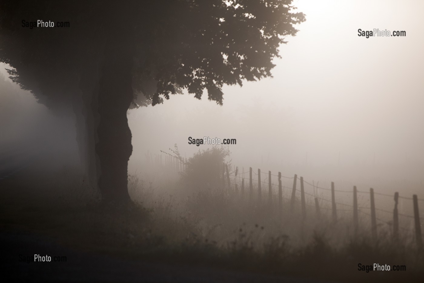 ROUTE NATIONALE RN26, ENTRE VERNEUIL-SUR-AVRE ET L'AIGLE, DANS LE BROUILLARD DU MATIN, BOURTH, EURE (27), NORMANDIE, FRANCE 