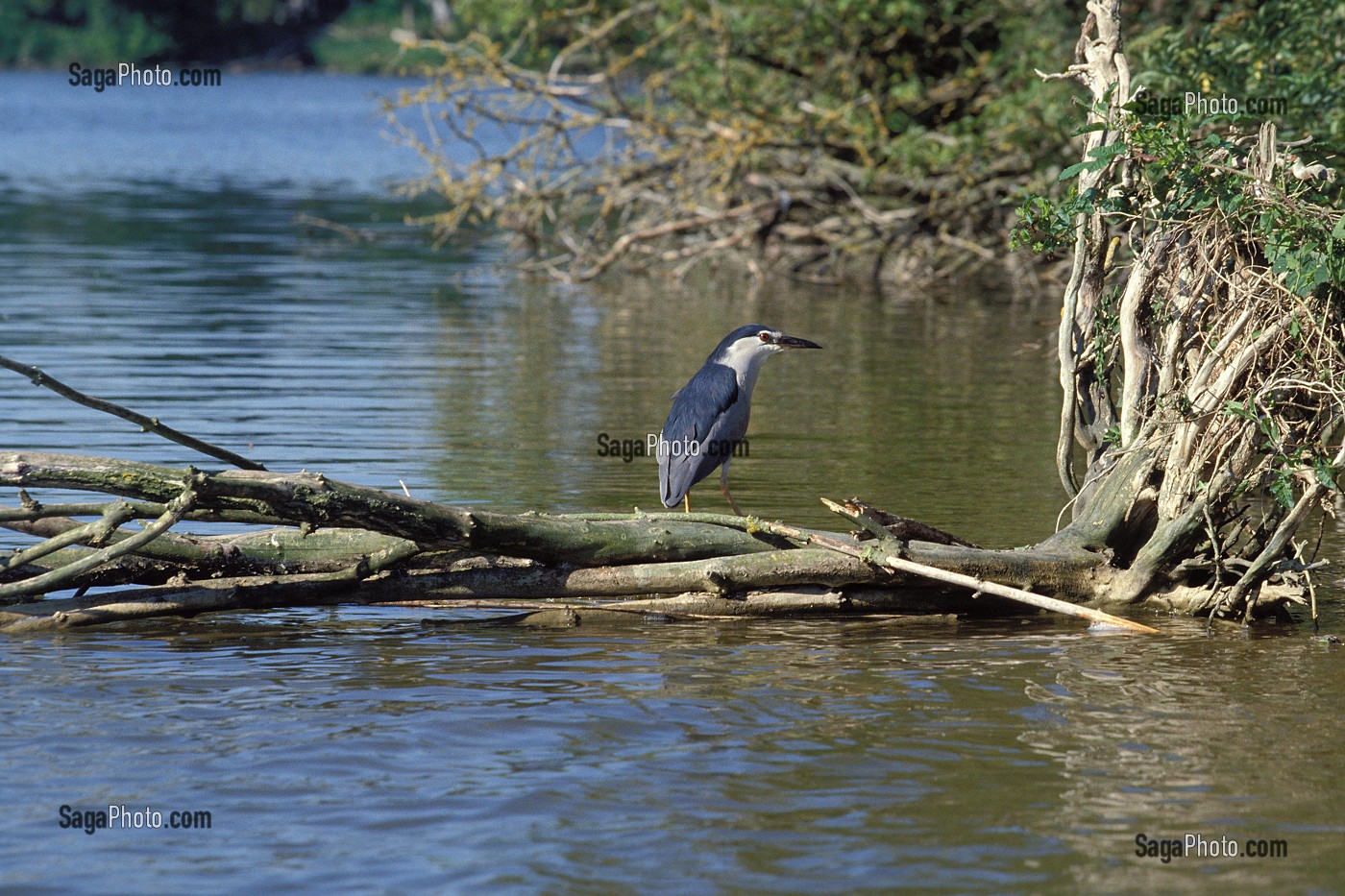 RESERVE ORNITHOLOGIQUE, PLAN D'EAU DE MEZIERES-ECLUZELLES, EURE-ET-LOIR (28), FRANCE 