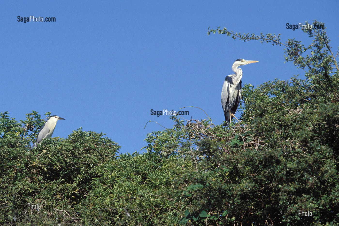 RESERVE ORNITHOLOGIQUE, PLAN D'EAU DE MEZIERES-ECLUZELLES, EURE-ET-LOIR (28), FRANCE 