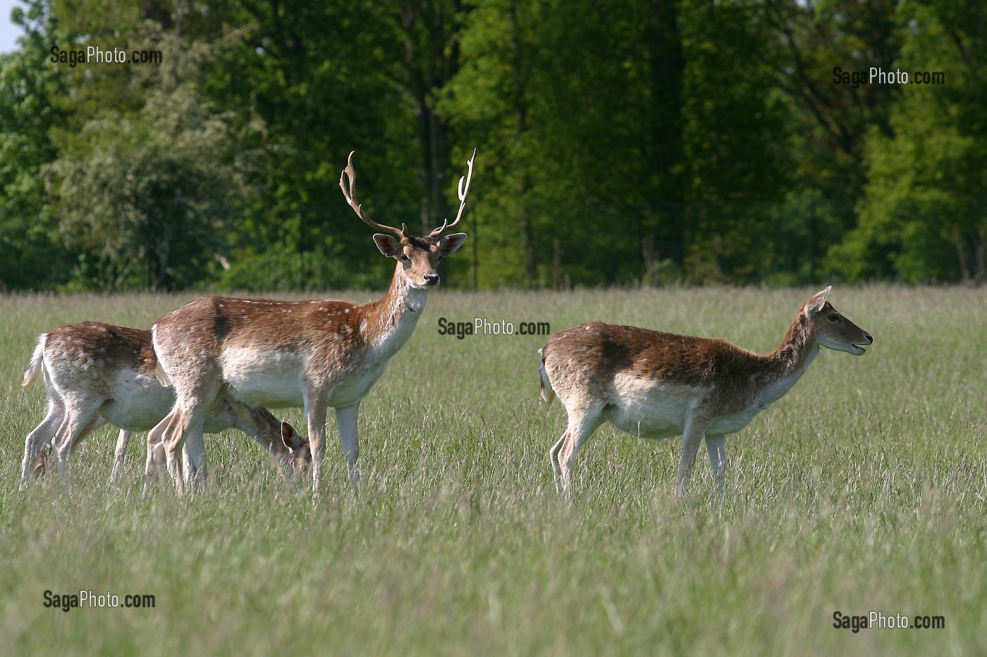 ELEVAGE DE DAIMS, PARC DU CHATEAU, NOGENT-LE-ROI, EURE-ET-LOIR (28), FRANCE 