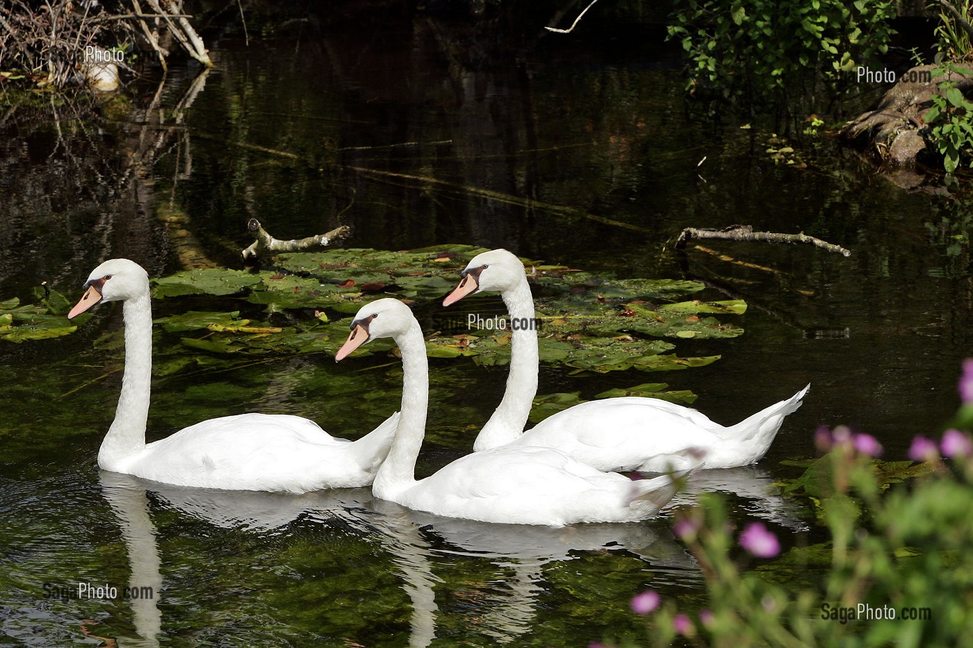 TROIS CYGNES SUR LA RIVIERE, EURE-ET-LOIR (28), FRANCE 