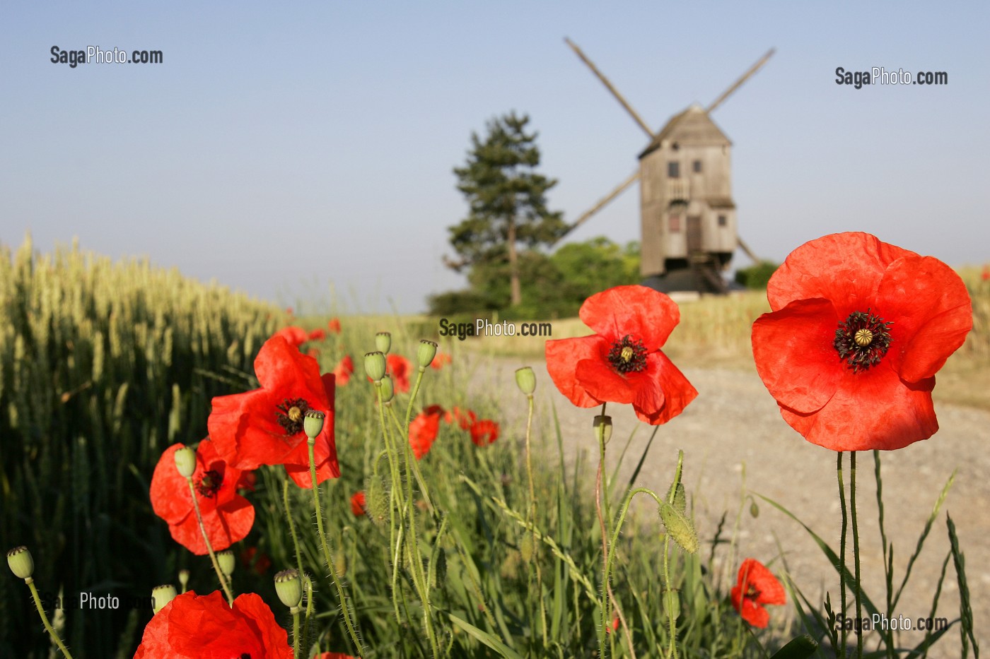 MOULIN A VENT PRES D'UN CHAMP DE COQUELICOTS, YMONVILLE, EURE-ET-LOIR (28), FRANCE 