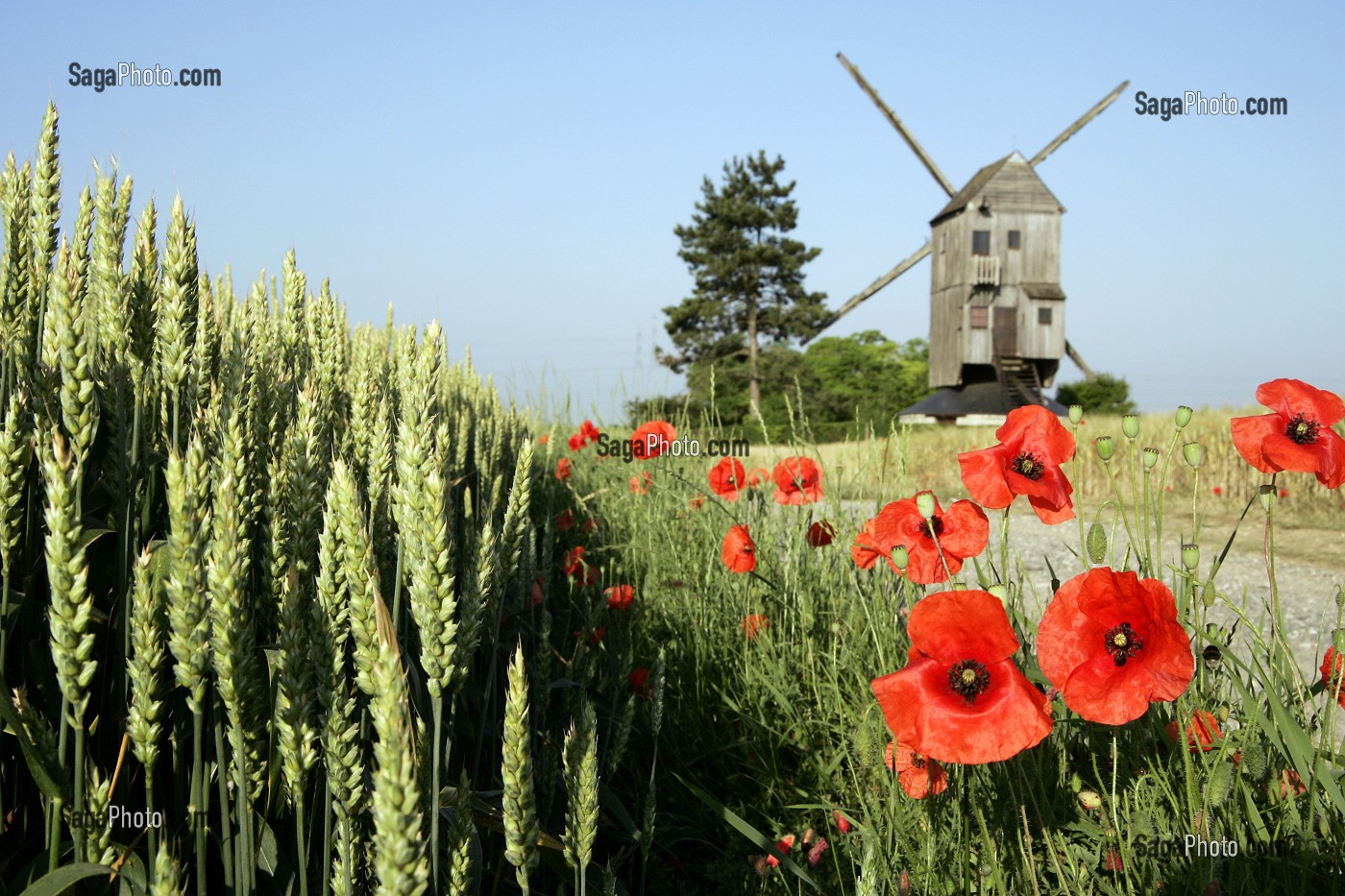 MOULIN A VENT PRES D'UN CHAMP DE COQUELICOTS, YMONVILLE, EURE-ET-LOIR (28), FRANCE 
