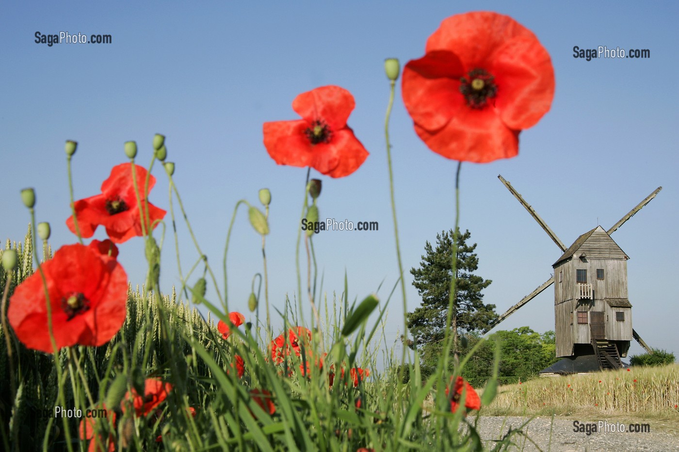MOULIN A VENT PRES D'UN CHAMP DE COQUELICOTS, YMONVILLE, EURE-ET-LOIR (28), FRANCE 
