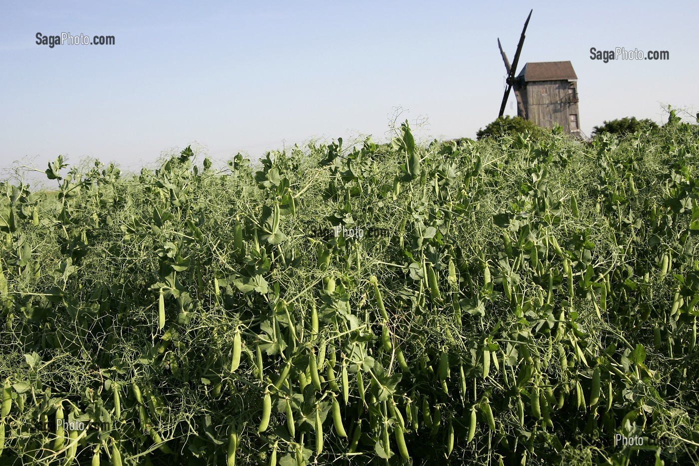 MOULIN A VENT PRES DES CULTURES DE POIS, MOUTIERS-EN-BEAUCE, EURE-ET-LOIR (28), FRANCE 