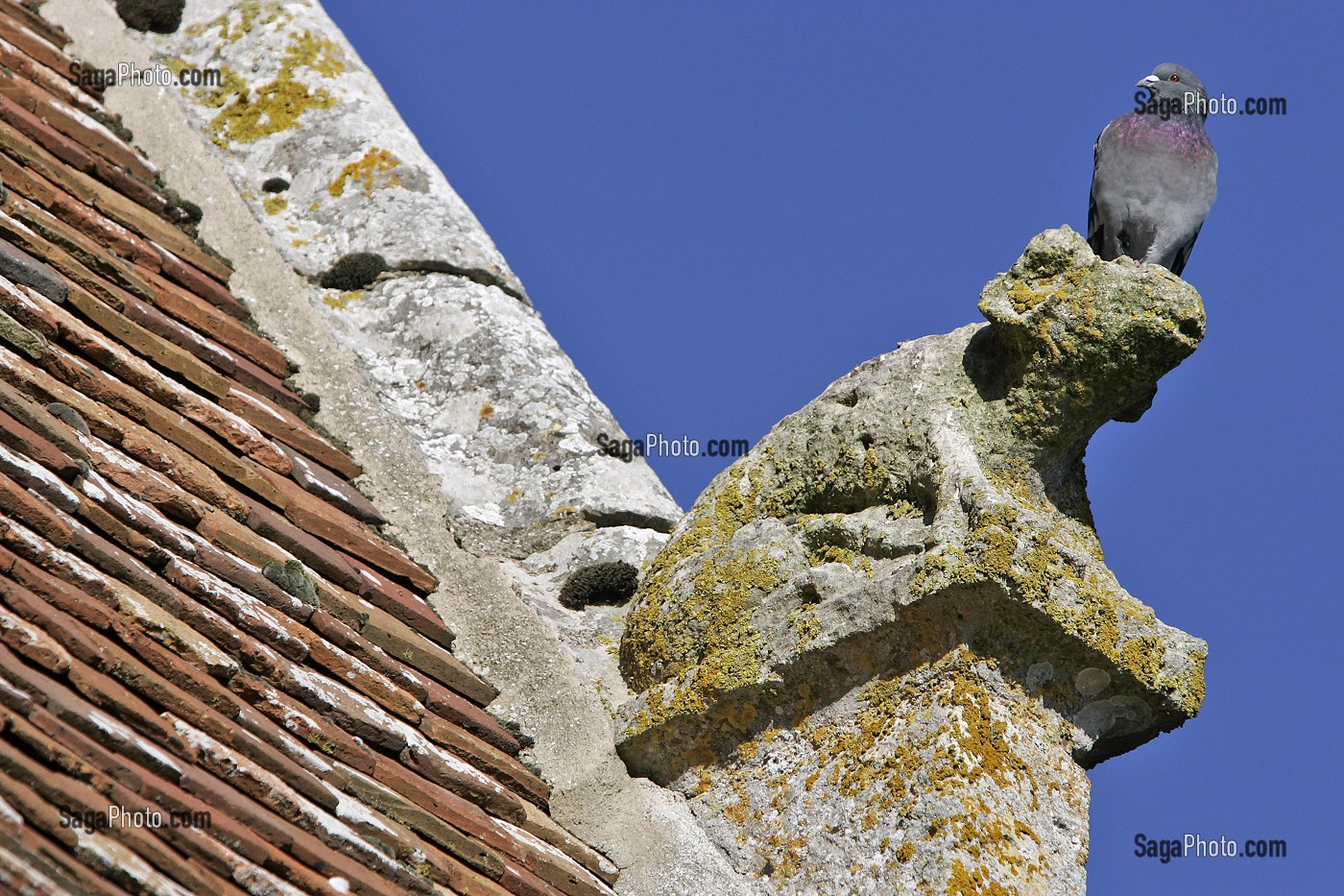 PIGEON SUR UNE GARGOUILLE, EGLISE DE CHATILLON-EN-DUNOIS, EURE-ET-LOIR (28), FRANCE 