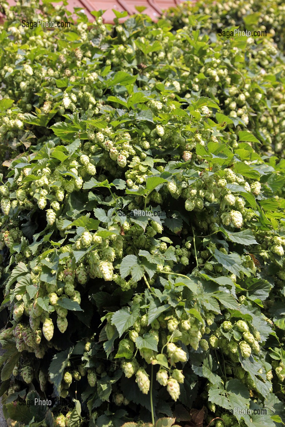 FLEUR DE HOUBLON, BRASSERIE ARTISANALE DE CHANDRES, EURE-ET-LOIR FRANCE