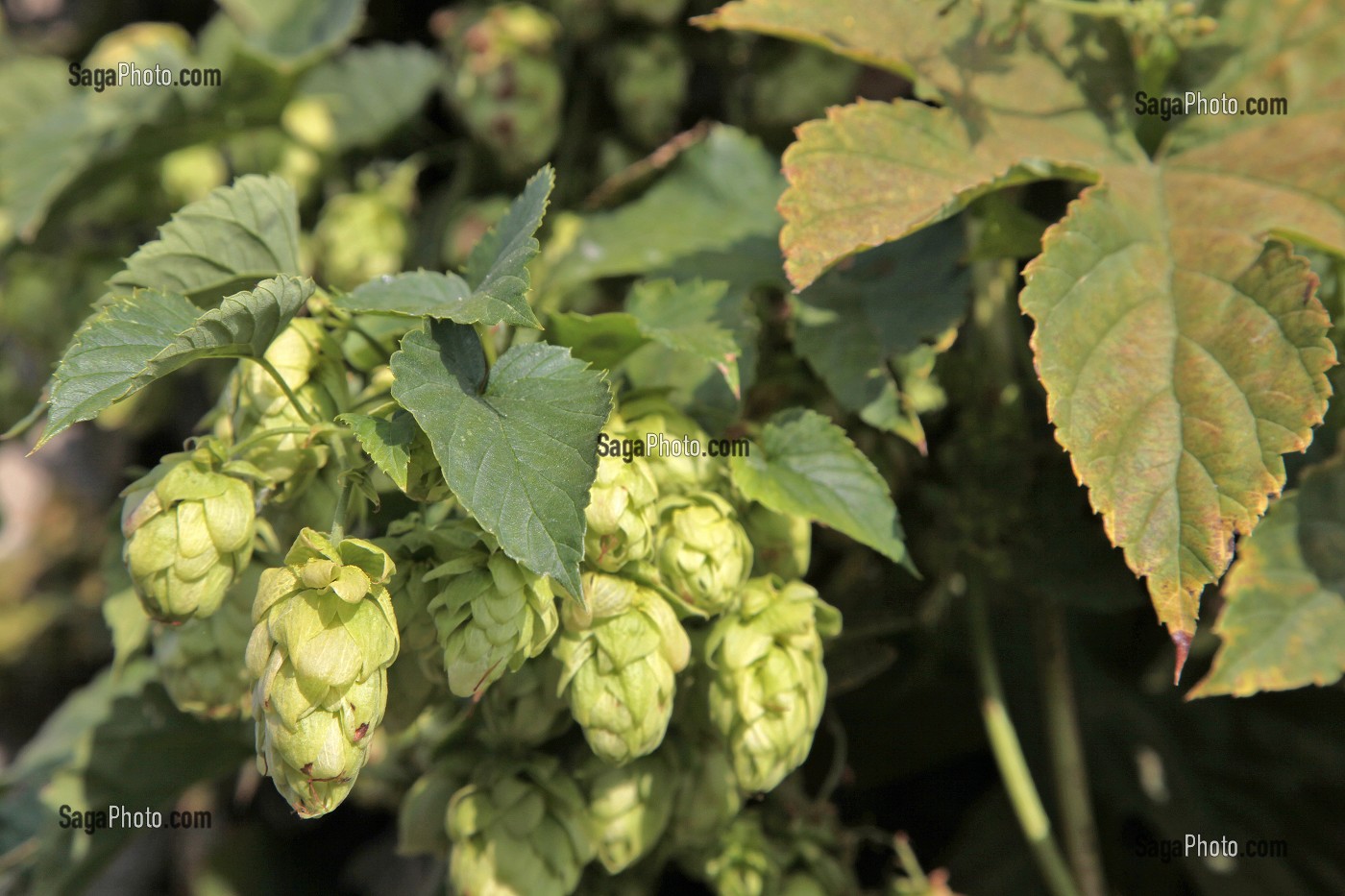 HOUBLON UTILISE POUR LA FABRICATION DE LA BIERE L'EURELIENNE, BRASSERIE ARTISANALE DE CHANDRES, EURE-ET-LOIR (28), FRANCE 