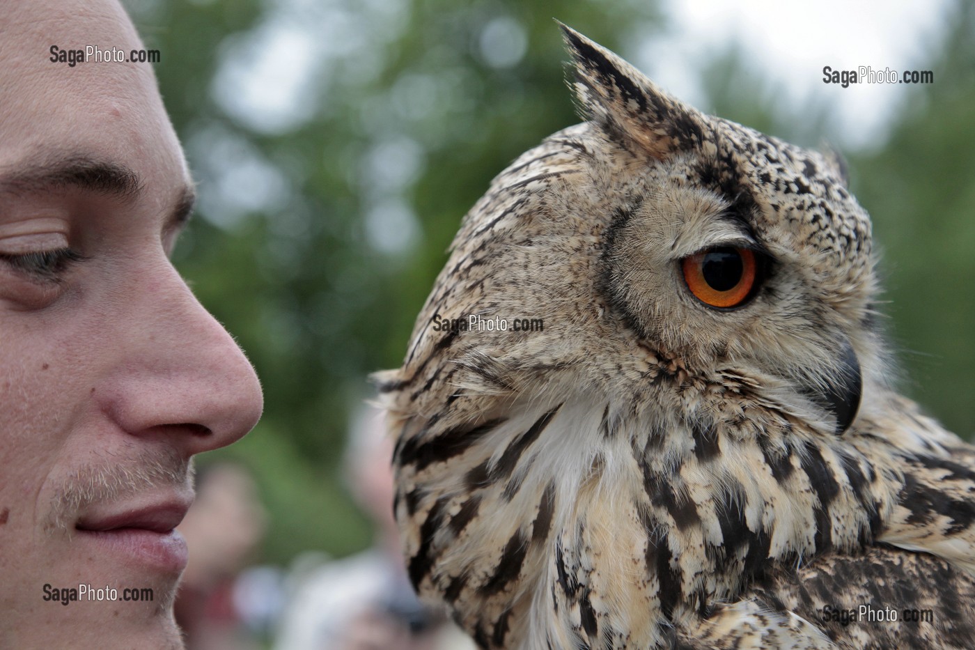 HIBOU GRAND DUC DU BENGALE, SPECTACLE DE FAUCONNERIE ET VOL DE RAPACES, CEREMONIE POUR LE RETOUR DE LA DEPOUILLE DE DIANE DE POITIERS A LA CHAPELLE SEPULCRALE DU CHATEAU D'ANET, 29 MAI 2010, EURE-ET-LOIR (28), FRANCE 