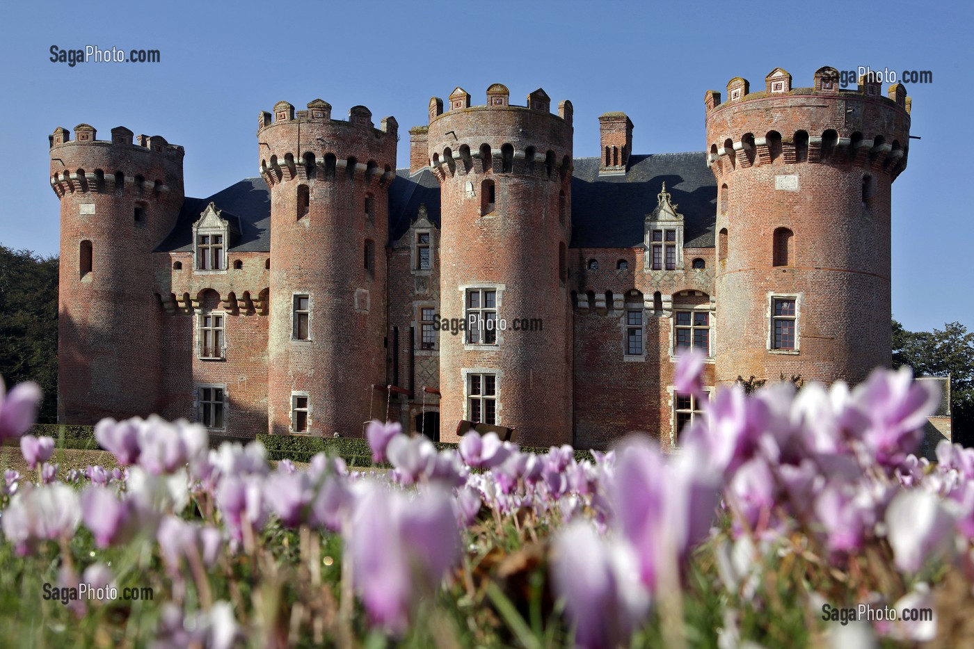 CYCLAMENS DEVANT LE CHATEAU DE VILLEBON, DERNIERE DEMEURE DU DUC DE SULLY MORT EN 1641, VILLEBON, EURE-ET-LOIR (28), FRANCE 