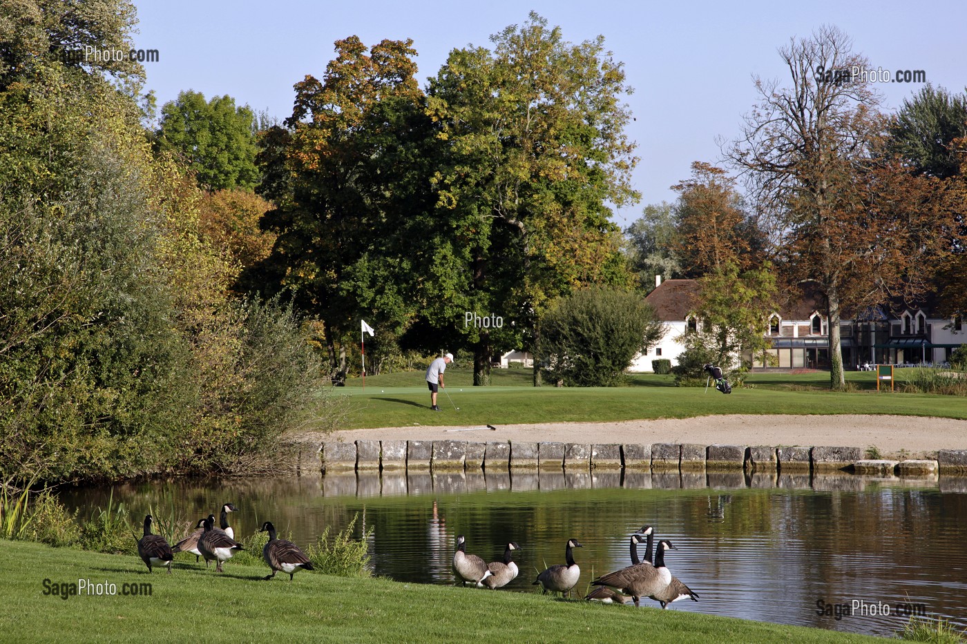 OIES BERNACHES SUR LE TERRAIN DE GOLF DE MAINTENON, EURE-ET-LOIR (28), FRANCE 