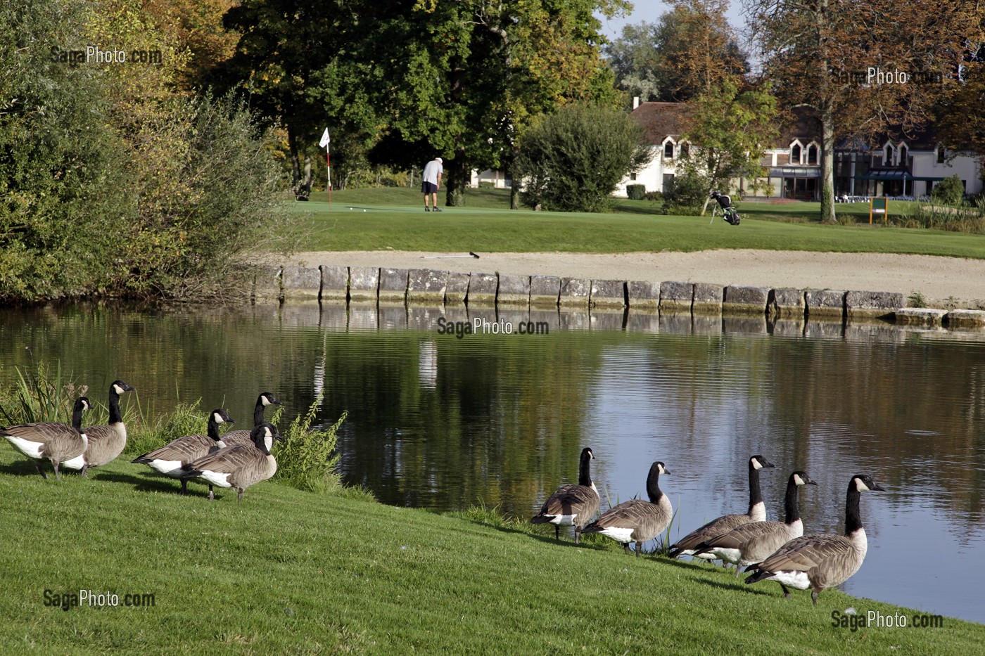 OIES BERNACHES SUR LE TERRAIN DE GOLF DE MAINTENON, EURE-ET-LOIR (28), FRANCE 