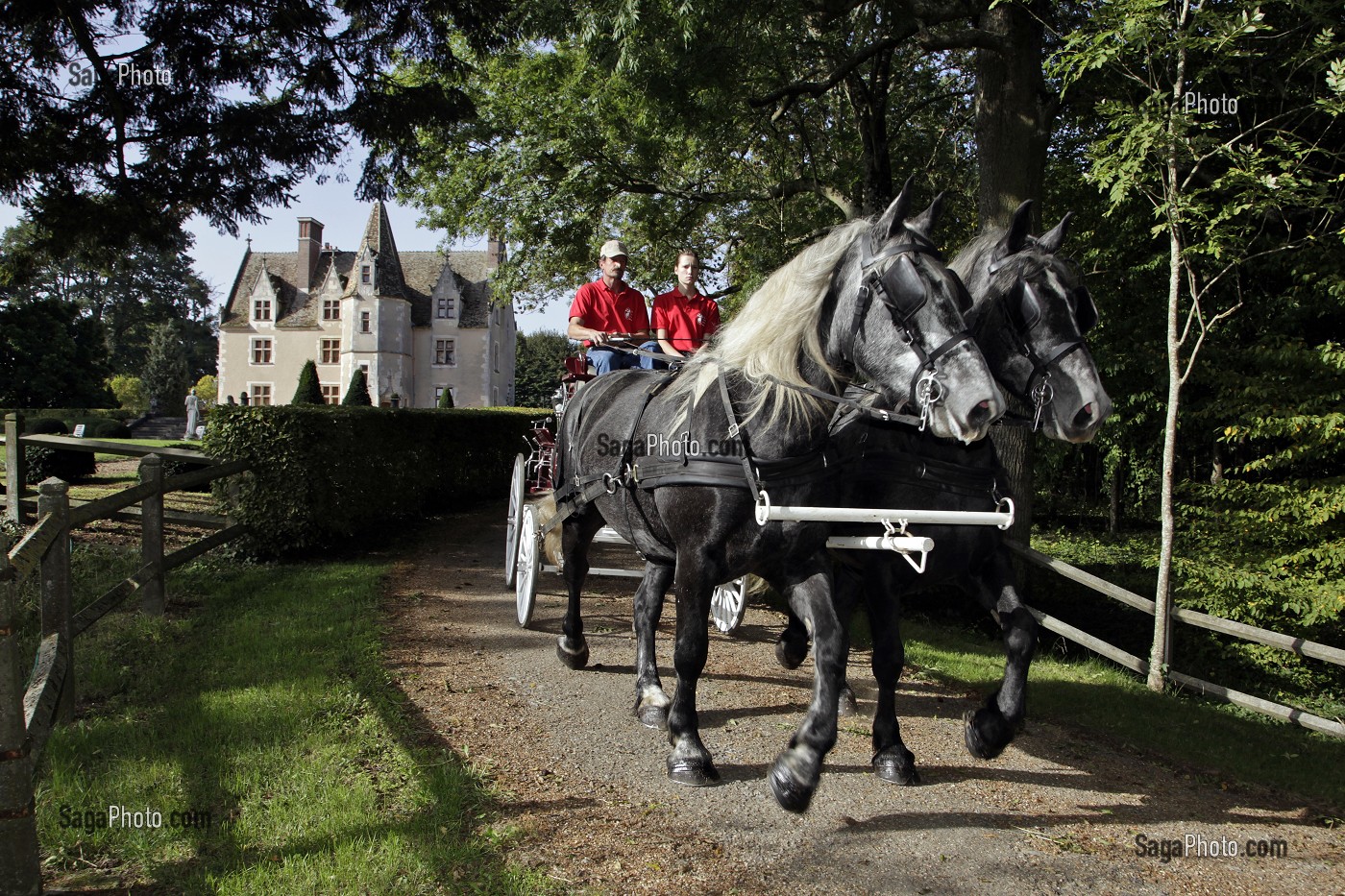 ATTELAGE DE PERCHERONS SUR LE CHEMIN DU DOMAINE DU MANOIR DU GRAND PRAINVILLE, SAINT-JEAN-PIERRE-FIXTE, EURE-ET-LOIR (28), FRANCE 