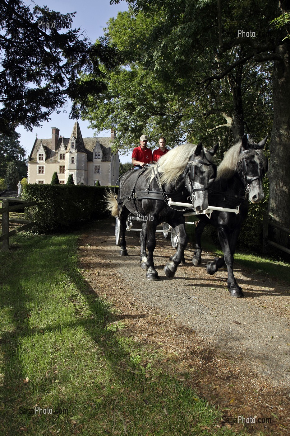 ATTELAGE DE PERCHERONS SUR LE CHEMIN DU DOMAINE DU MANOIR DU GRAND PRAINVILLE, SAINT-JEAN-PIERRE-FIXTE, EURE-ET-LOIR (28), FRANCE 
