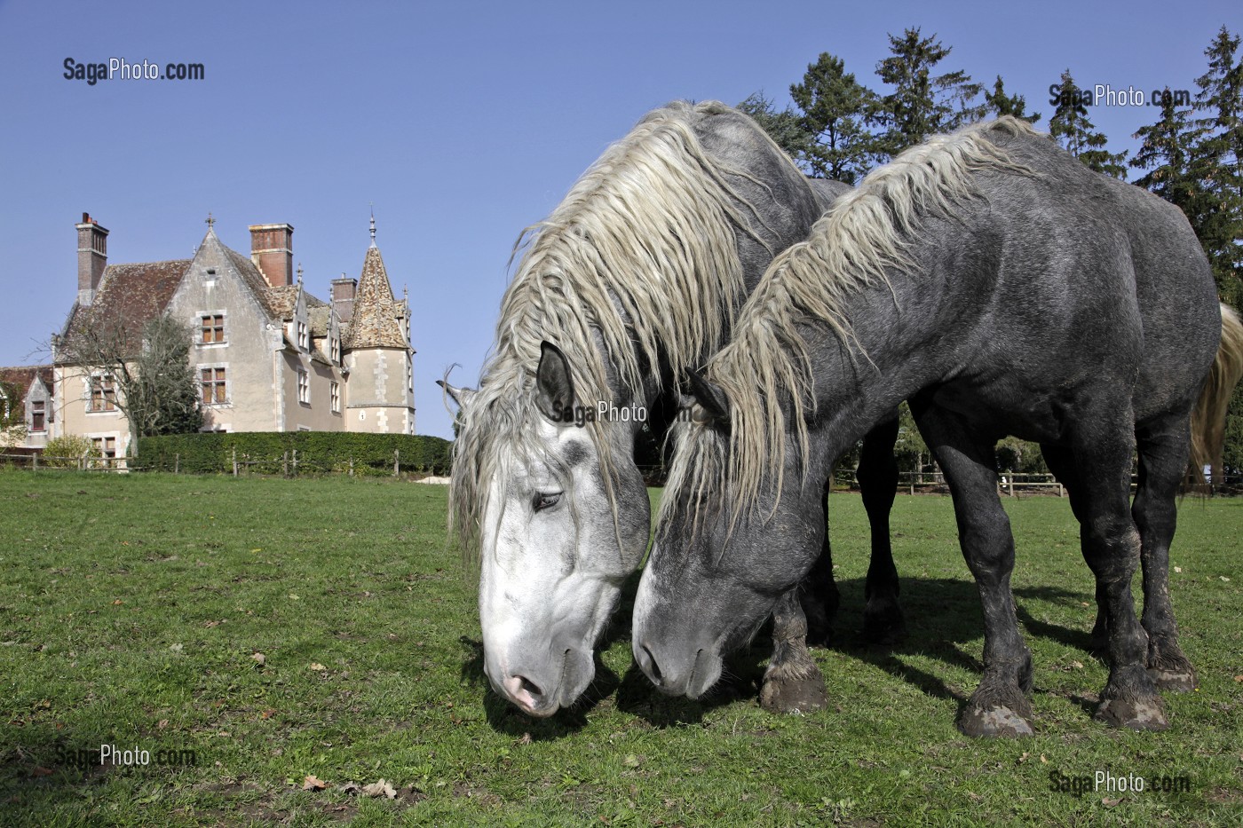 ELEVAGE DE PERCHERONS, DOMAINE DU MANOIR DU GRAND PRAINVILLE, SAINT-JEAN-PIERRE-FIXTE, EURE-ET-LOIR (28), FRANCE 
